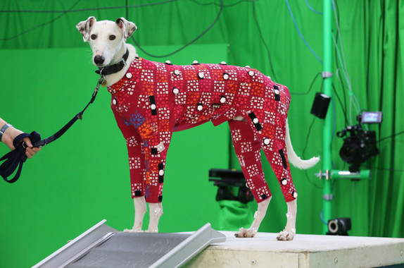 Los datos de movimiento de los perros permitirá crear animaciones de animales más realistas en las películas y los videojuegos. FOTO: Cortesía Anna Barclay, University of Bath.