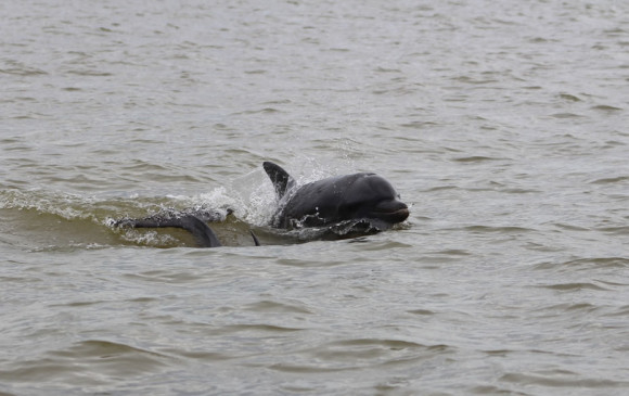 Uno de los delfines que cazan en el golfo de Urabá y están siendo estudiados. FOTO María Camila Rosso/Fundación Omacha/UdeA.