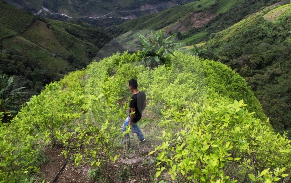 Según el informe del Gobierno de Estados Unidos, la producción de cocaína ha crecido en un 42 % entre 2014 y 2015. Fiscal calcula 100.000 hectáreas de coca. FOTO Donaldo Zuluaga Velilla