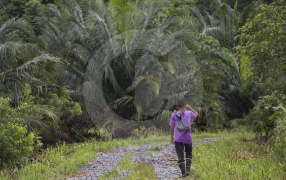 Hasta hace cinco años, varias empresas de explotación de palma aceitera se ubicaron en Bajirá pero, según el líder Henry Chaverra, salieron de allí por fallos judiciales de restitución de tierras y hoy quedan pocos cultivos como este. FOTO esteban vanegas