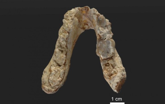 Mandíbula de hace 7,1 millones de años con rasgos prehumanos según los autores. FOTO Universidad Tübingen/W. Gerber