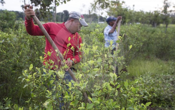 Campesinos en todo el país están erradicando voluntariamente la hoja de coca para cultivar productos legales. FOTO: Archivo Manuel Saldarriaga