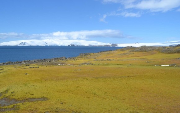 Imagen de la superficie verde en la isla Green. Foto Matthew Amesbury