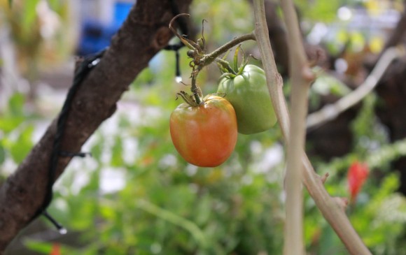 Tomates cultivados en el “Huerto de los olores”. FOTO ANgery lozano