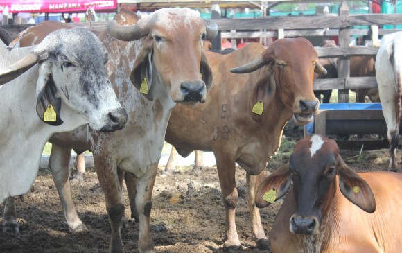 El ganado enfermo se sacrifica y se entierra para evitar la propagación del virus en el hato del país. FOTO CORTESÍA ICA