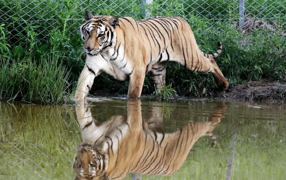 Tres tristes tigresas ahora son felices en su isla propia