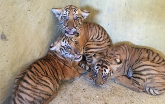 Esta es la segunda camada de tigres de bengala que nacen en el parque temático. FOTO TOMADA DE TWITTER @camilo_tv 