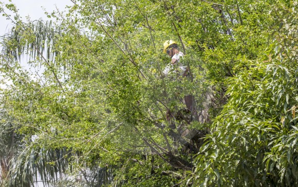 Según estudios de la Universidad Nacional, Envigado tiene varios chiminangos en las vías, como el que poda este obrero, los que tienen problemas de ruptura de ramas. FOTO Juan Antonio SÁnchez