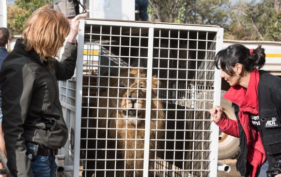 Yani Mateus hizo parte del equipo de la ONG Animal Defenders Internacional que liberó a los felinos. FOTO Cortesía ADI