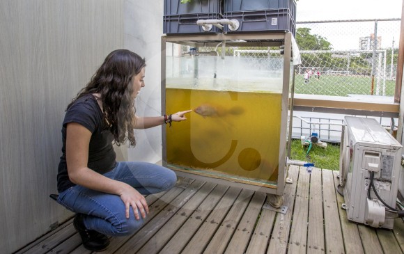 El sistema de acuaponía del Smart Living Lab ubicado en UPB, comprende la producción de hortalizas como la lechuga y un cultivo de peces del tipo tilapia roja. FOTO Jaime pérez Munévar