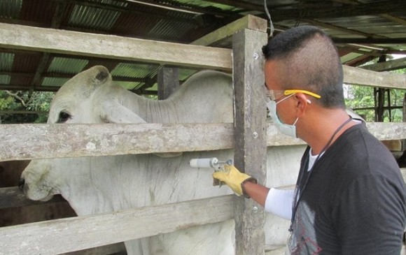 A pesar de la vacunación contra la fiebre aftosa de los bovinos en todo Colombia, este sábado se reportó un brote en una hacienda ganadera en el municipio de Tame (Arauca). FOTO COLPRENSA.