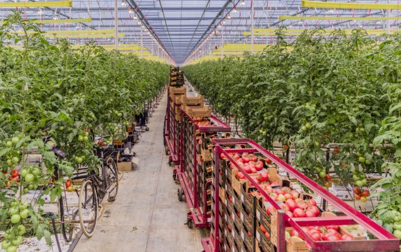 El cultivo de tomate con altos estándares de tecnificación y calidad, que es hoy un producto insignia de Holana, es la muestra de cómo se puede mejorar la producción en el país. FOTO Luca Locatelli