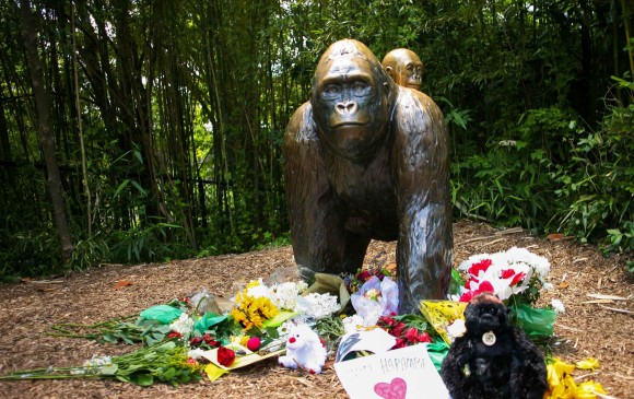 Los visitantes han dejado flores junto al recinto de los gorilas y preguntan cómo pueden ayudar a la conservación de los gorilas. FOTO Reuters