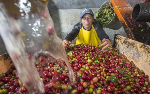 En el primer bimestre de este año, la producción de café fue de 2,34 millones de sacos, 9 % menos que en el primer bimestre de 2016. Foto: El Colombiano.