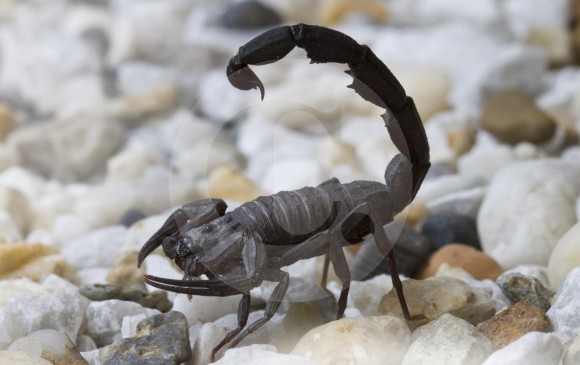En el Aburrá hay tres clases de escorpiones que son de cuidado en caso de picadura a menores de 7 años. FOTO Edwin Bustamante