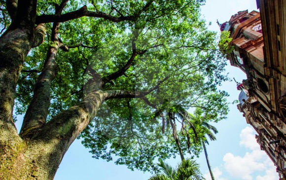La historia de Medellín en árboles