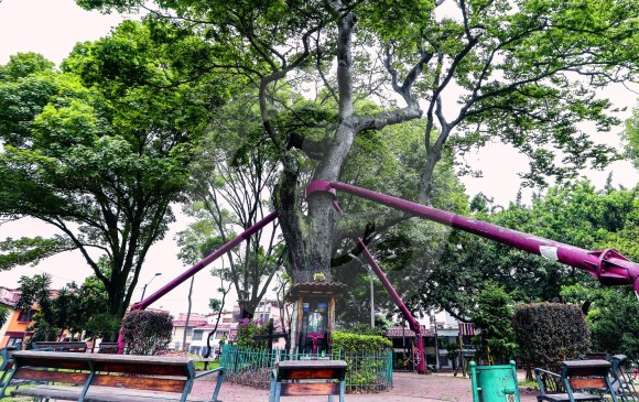La historia de Medellín en árboles