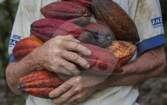 En Maceo, el cacao desplazó al café y es el segundo renglón de la economía, después del ganado. FOTO Donaldo Zuluaga