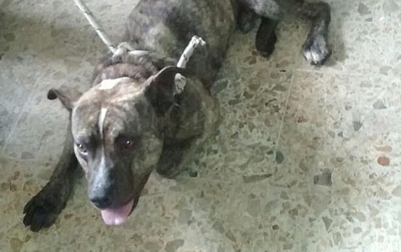 Este perro fue llevado a un albergue del municipio de Itagüí en la clínica veterinaria CES, donde está en cuarentena. FOTO Cortesía