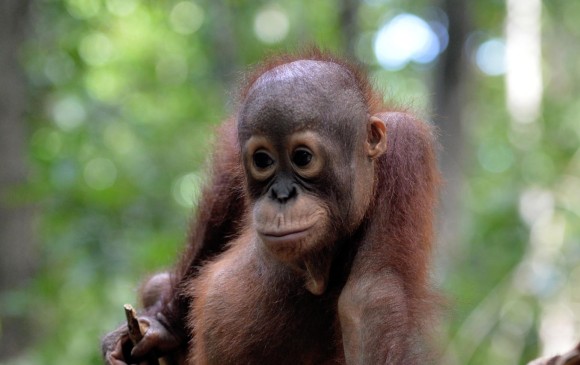 La isla que perdió 148.000 orangutanes en 16 años