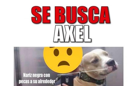 Esta es la historia de Axel, el Pitbull al que buscan en todo Medellín