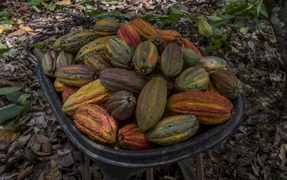 El cacao que cambia a Arauca 