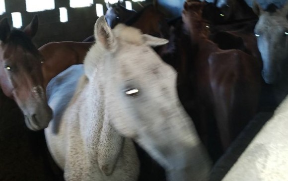 20 caballos fueron rescatados en el operativo. FOTO cortesía