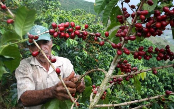 Cultivo del café sufrirá por el cambio climático. Foto El Colombiano
