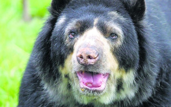 El proyecto de conservación tiene un costo de $5.000 millones. Así, el oso de anteojos ganará protección. FOTO El Colombiano