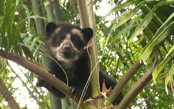 En el zoológico, el oso de anteojos tiene espacio para desarrollar su conducta y comportamientos naturales, incluso ramas para treparse como lo haría en el bosque. FOTO cortesía jonhatan álvarez