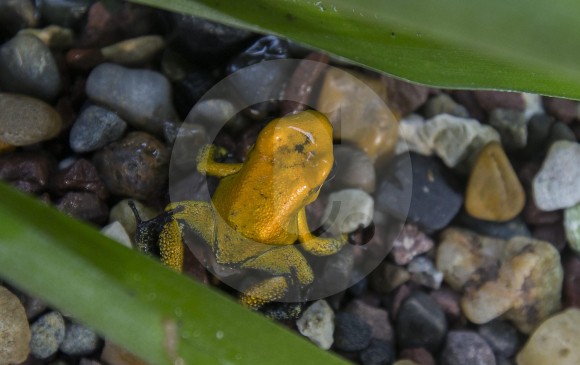 La rana mide un centímetro y medio. FOTO Donaldo Zuluaga