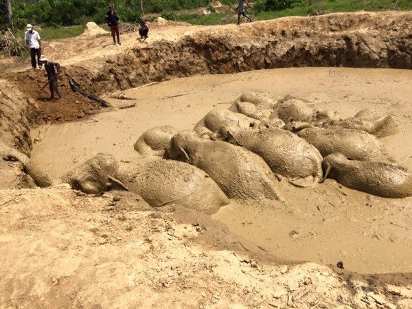 Rescate exitoso de los elefantes. Foto cortesía WCS