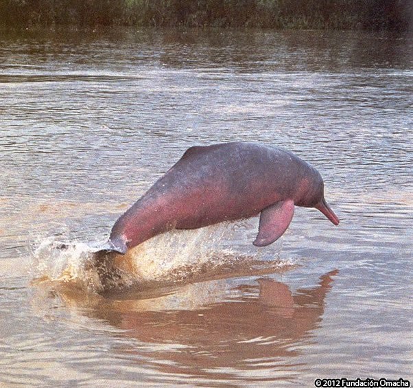 Declaran humedal protegido los Lagos de Tarapoto casa del Delfín Rosado en el Amazonas. Foto: Archivo Colprensa