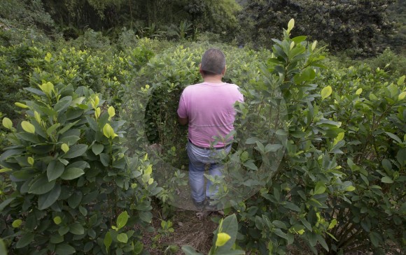 Según Naciones Unidas, en Colombia hubo un aumento de 50.055 hectáreas de estos sembrados. FOTO DONALDO ZULUAGA