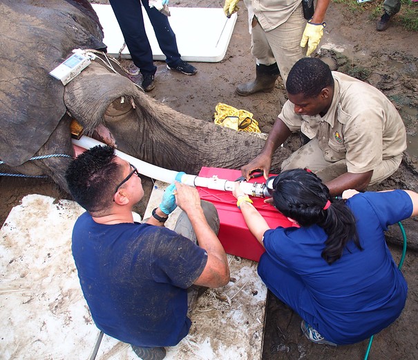 Cirugía a Tantor, el elefante de Barranquilla, fue todo un éxito