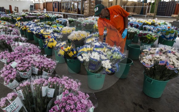 Cultivadores de flores en el Oriente de Antioquia ponen a punto sus plantaciones para atender los pedidos para los festejos de San Valentín (febrero ) y Día de la Madre (mayo). FOTO Jaime Pérez