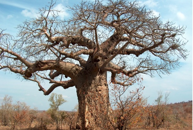 No hay certeza sobre qué está matando los árboles baobab. Foto PxHere