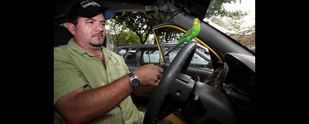 Un taxista anda con su periquito por Medellín | Jaime Pérez Munévar | Juan Carlos se siente orgulloso y les muestra el perico Niño a los pasajeros. La mascota lo acompaña en sus viajes diurnos y nocturnos.