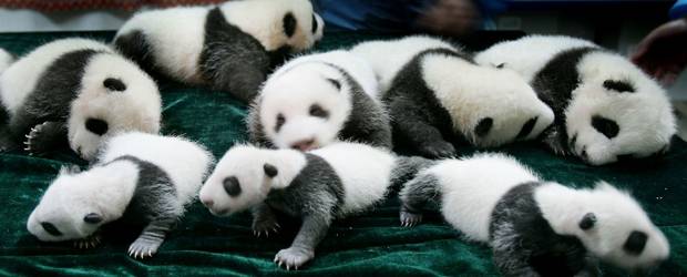 Doce pandas ejercen de oráculos | Los osos se han convertido en los pronosticadores de los resultados en los Juegos Asiáticos de Cantón 2010, a falta del pulpo Paul.