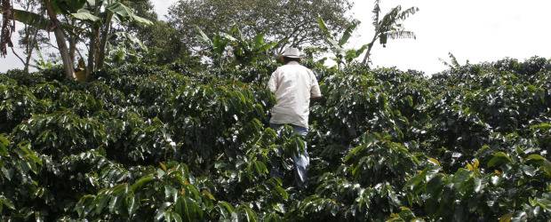 Producción de café en el país bajó 12 por ciento en 2011 | Archivo | El clima y la roya fueron los factores que jugaron en contra de la producción.