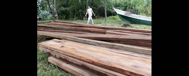 Ya hay Conpes sobre Cambio Climático | Edwin Bustamante | La protección forestal del país será una de las estrategias de la política nacional de cambio climático. Se busca disminuir la pérdida de cobertura forestal para retener más carbono. Foto en Bahía Solano.