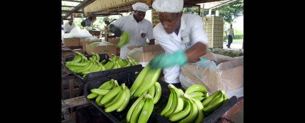 Producen bioinsumos para el banano | Archivo | La Universidad Eafit y Cenibanano-Augura pretenden desarrollar una spin-off para comercializar los productos que han logrado con esta investigación.