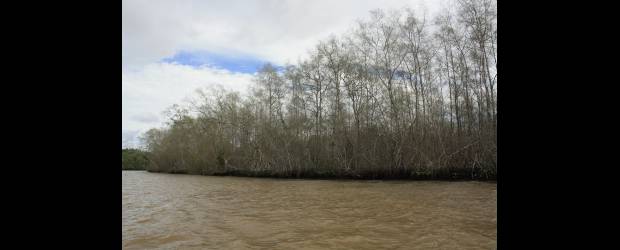 Tragedia en el delta del río Patía | Cortesía Juan Darío Restrepo | Manglar devastado por un ataque de una plaga. Una de las consecuencias de la modificación severa del ecosistema por la mano del hombre.
