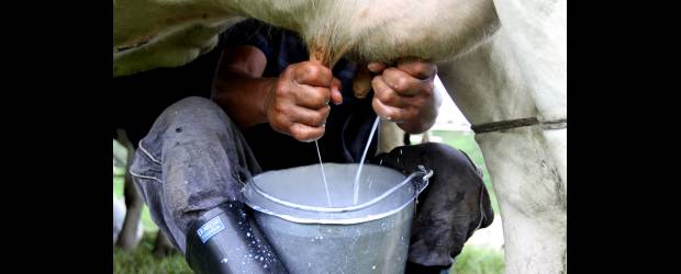 Para vivir, no la beba cruda | Donaldo Zuluaga | Es mejor no consumir leche cruda. Luis Alfonso Giraldo, docente de la Universidad Nacional recomendó a los campesinos que lo hacen, hervirla.