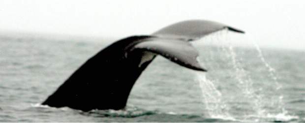 Corea del Sur abandonó planes de cacería científica de ballenas |