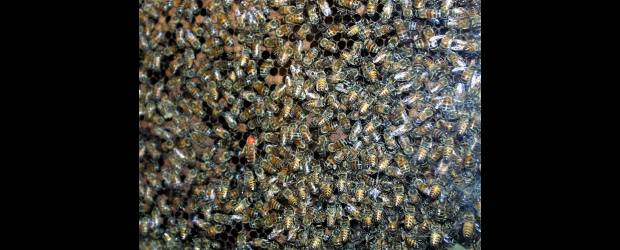 Abejas mataron a un campesino | Archivo | Expertos advierten sobre el cuidado que, en esta época de calor, hay que tener con las abejas que aprovechan la abundancia de flores para alimentarse.