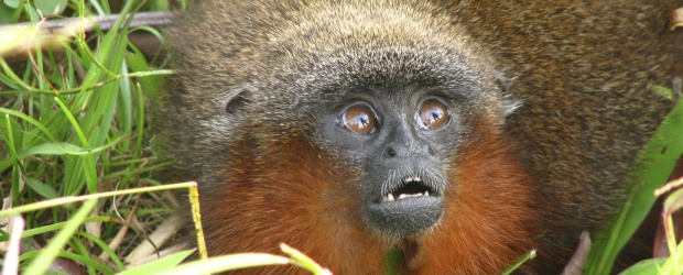 Nueva especie de mico fue descubierta en Caquetá | AP