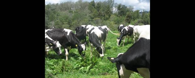 Evalúan el perfil ideal en el ganado lechero | Cortesía Agencia De Noticias Universidad Nacional | La jornada en el Centro Agropecuario Paysandú, en Santa Elena, se realizó el pasado 9 de julio.