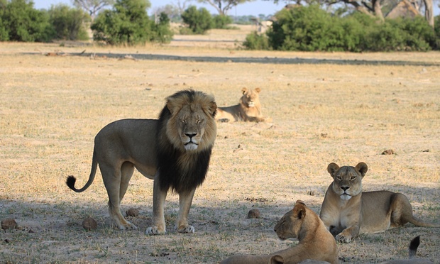 La Autoridad Nacional de Parques y Vida Silvestre difundió una fotografía del león llamado Jericho que, según dijo, fue tomada el domingo por la mañana.