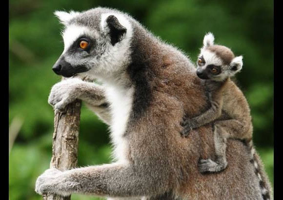 Reuters - Un Lemur catta, tambi&#233;n conocido como l&#233;mur de cola anillada est&#225; con su cachorro de tres semanas de edad.